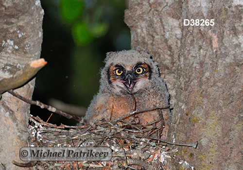 Bubo virginianus